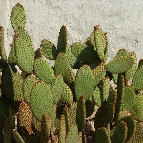 cactus à articles aplatis opuntia microdasys