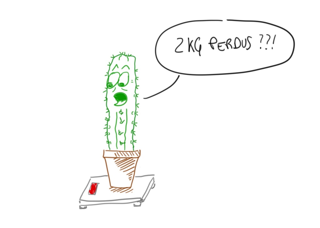 amaigrissement cactus