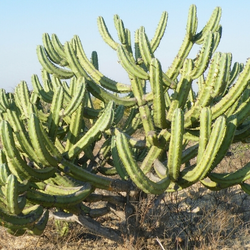 cactus arborescent myrtillocactus geometrizans