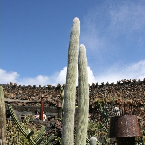 cactus colonnaire cephalocereus senilis