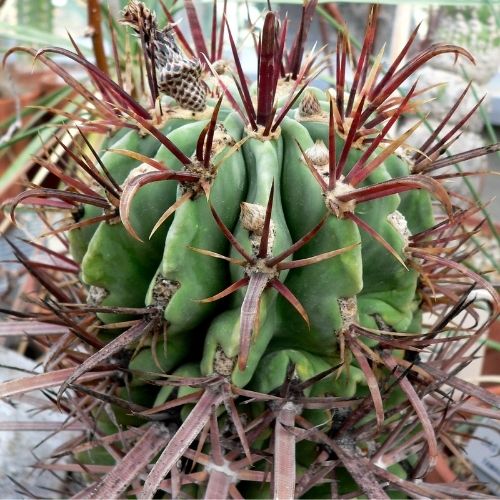 cactus globulaire Ferocactus latispinus