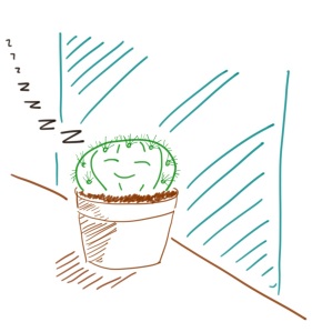 cactus proche de la fenêtre