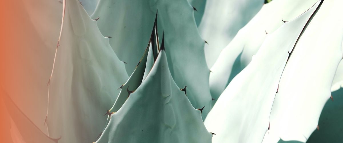 ces succulentes qui ressemblent à des cactus