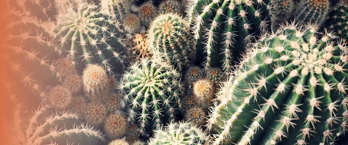 Comment savoir si mon cactus à soif