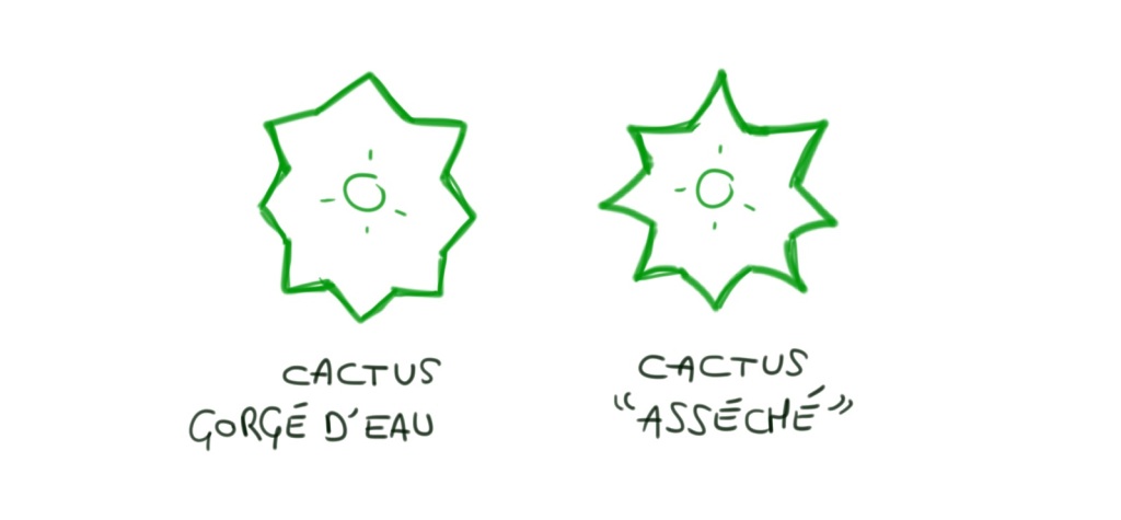 différence entre cactus gorgé d'eau et cactus "asséché"