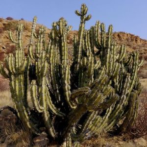 Quelle différence entre cactus, succulente et plante grasse ? – Le Bar à  Cactus 🌵