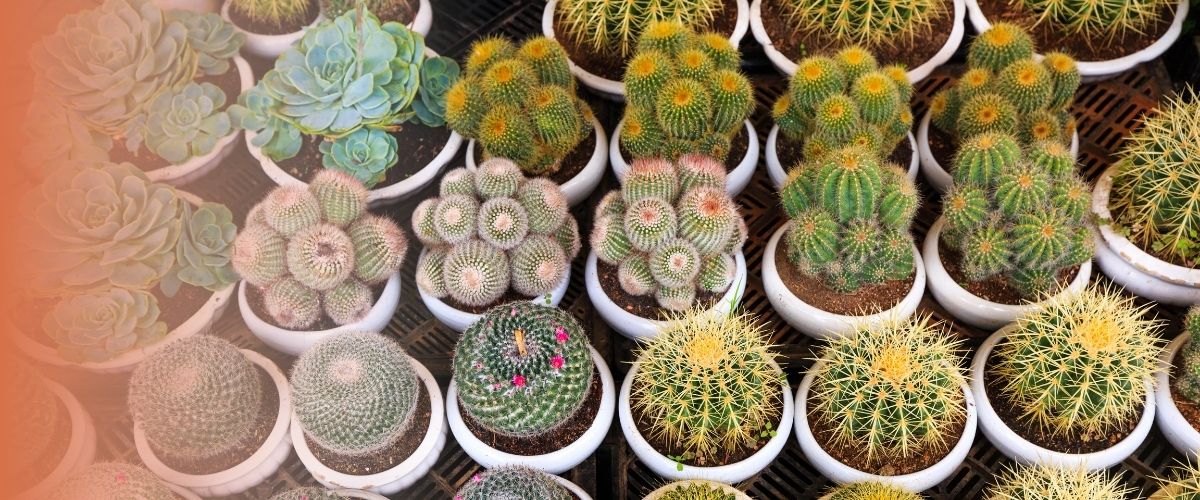 Quelle différence entre cactus, succulente et plante grasse ?