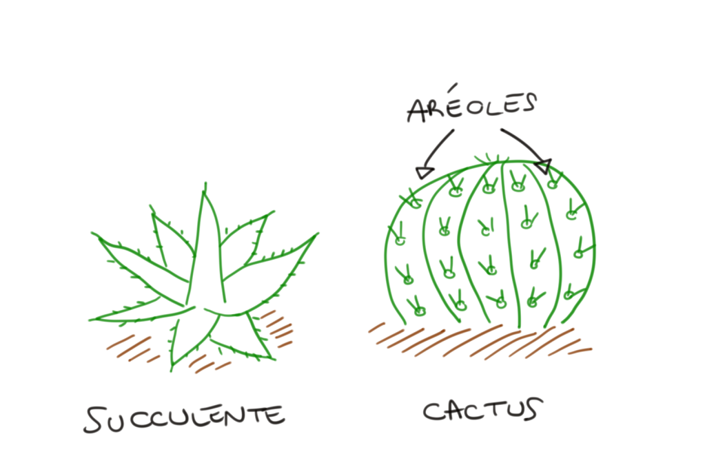 différence succulente et cactus : aréole