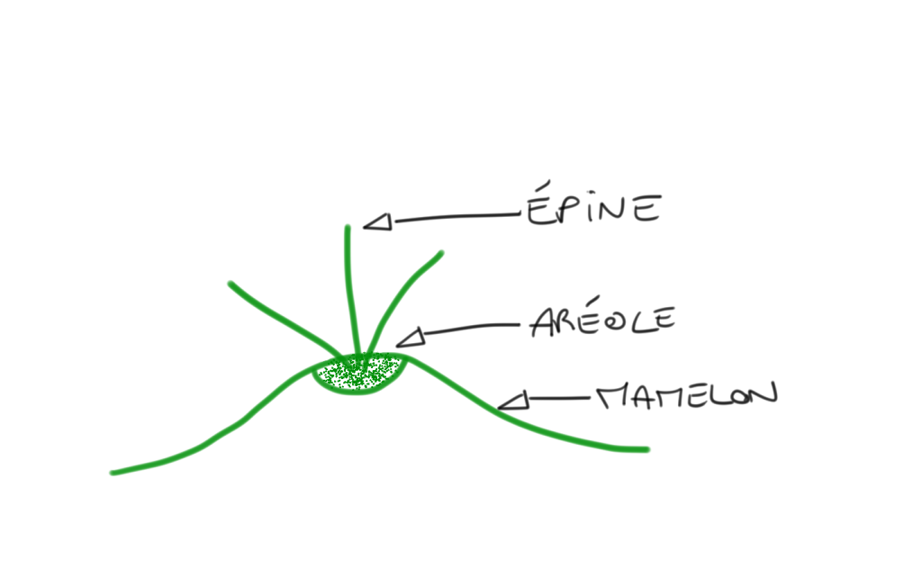 schéma cactus aérole mamelon épine
