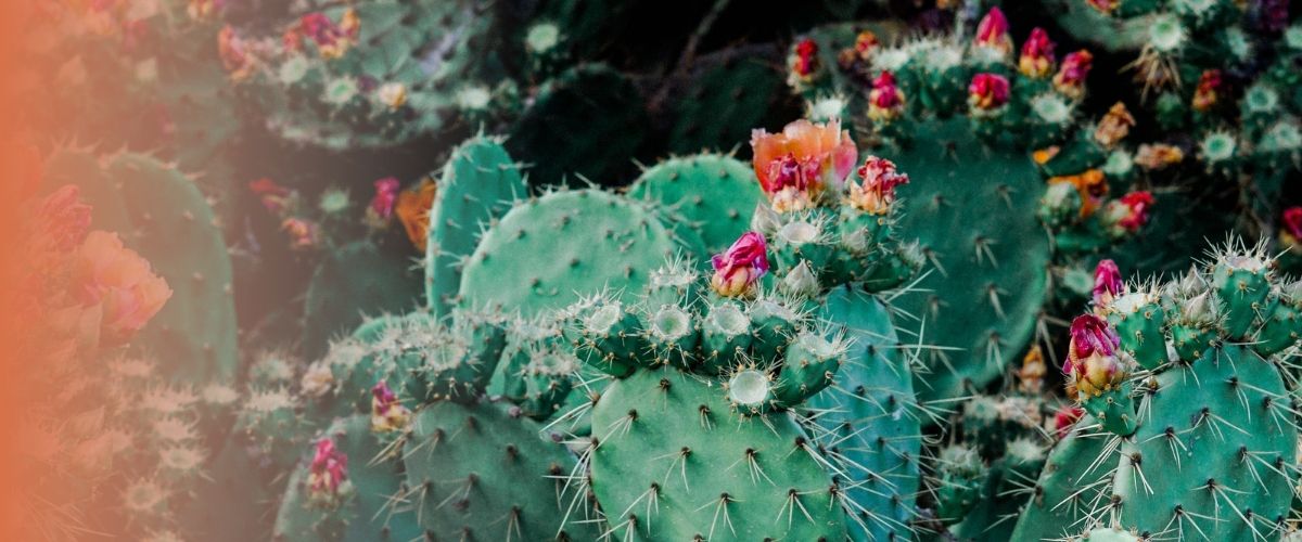Les 3 étapes incontournables pour faire fleurir un cactus
