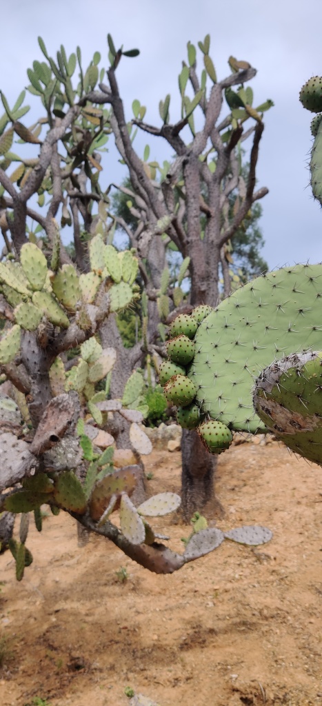 Erreurs d'arrosage cactus