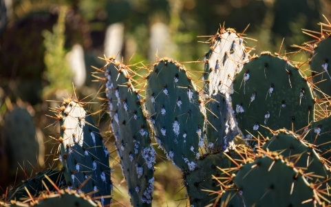cochenille sur cactus