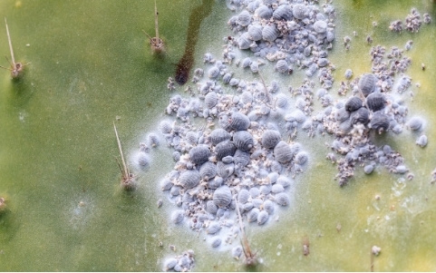 La Cochenille du cactus multiplie ses foyers : Cet insecte qui