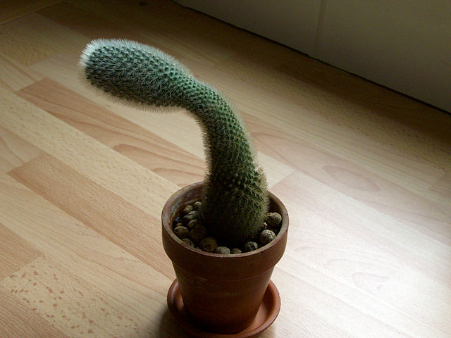 cactus étiolé