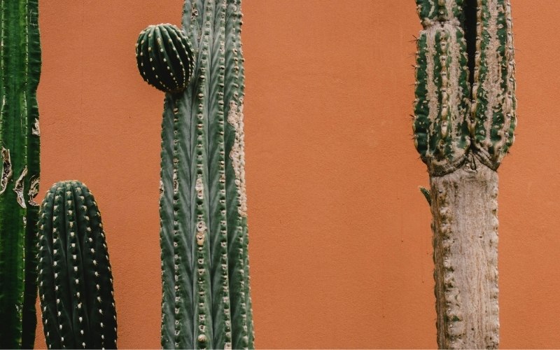 cactus lignifié