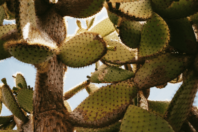 cactus lignifié