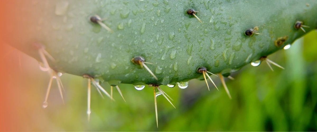 cactus qui devient mou et flétrit